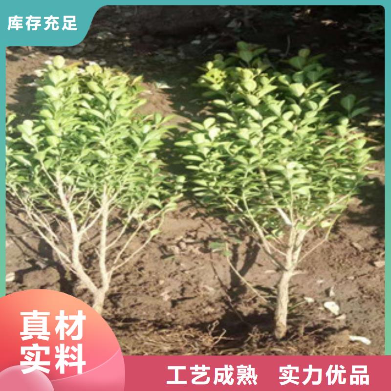 【宿根花卉柳叶马鞭草/薰衣草产地源头好货】