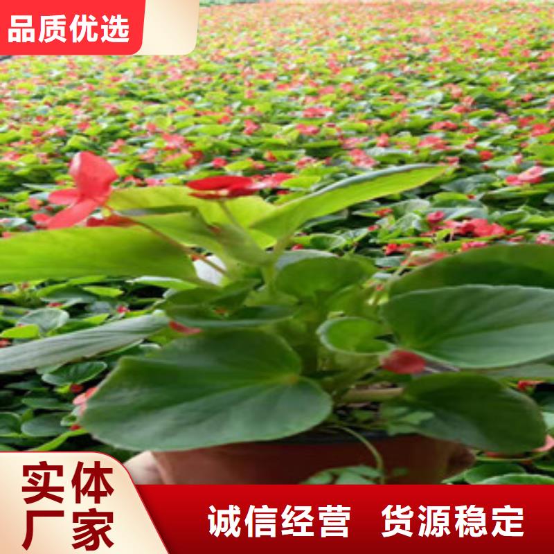 【宿根花卉】水生植物/荷花睡莲用心做好每一件产品