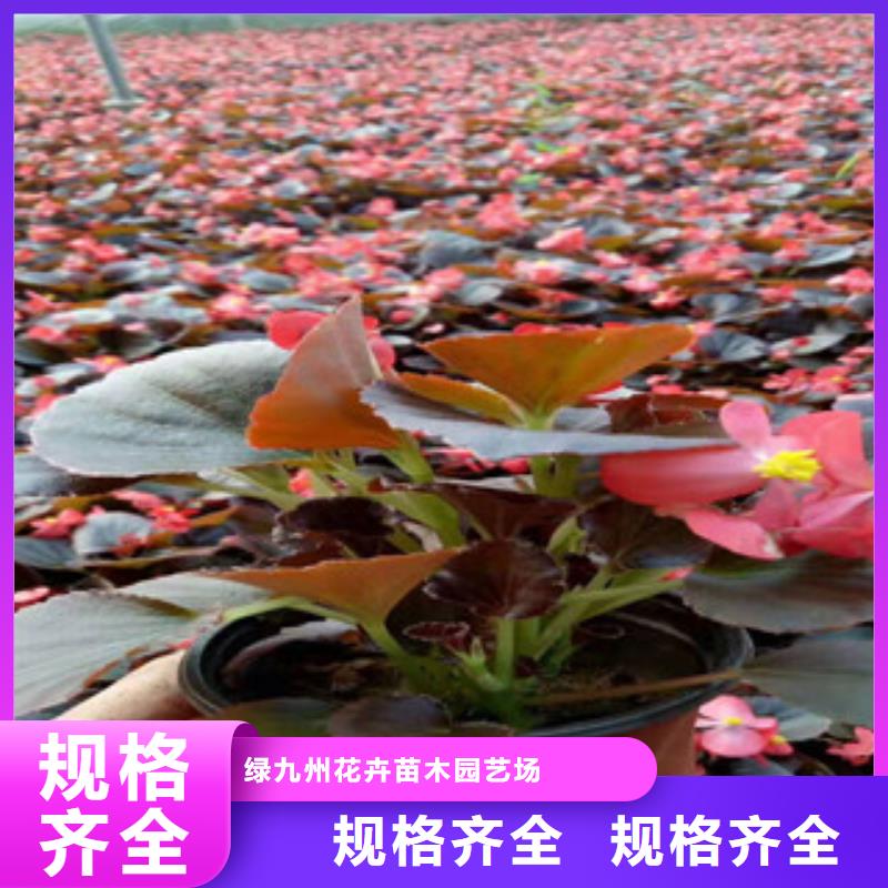 宿根花卉耐寒耐旱草花基地采购无忧