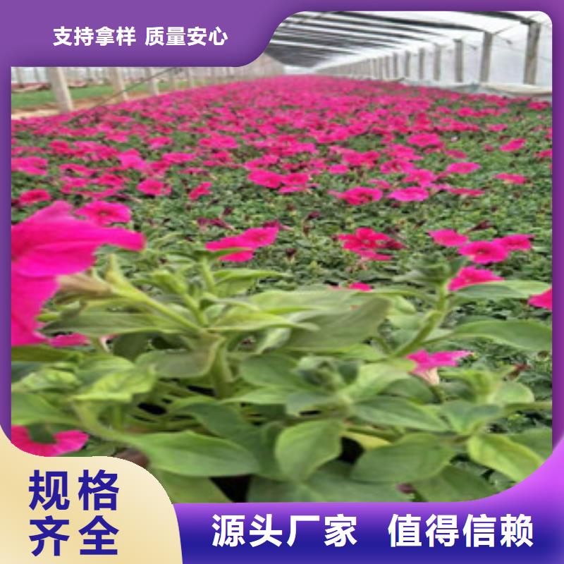 宿根花卉鲁冰花/粉黛乱子草放心选购