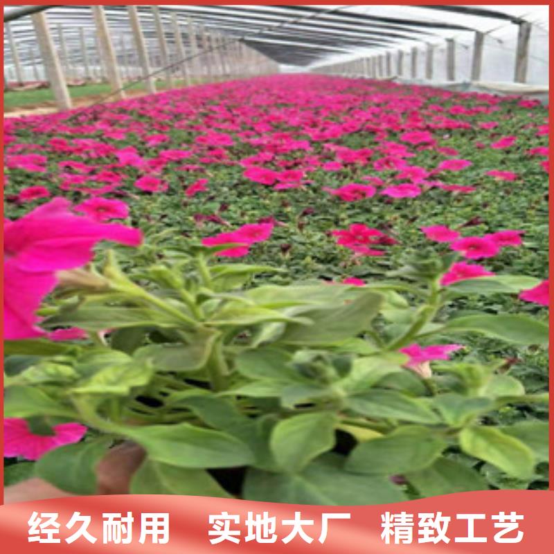 宿根花卉_宿根花卉基地品质好才是硬道理