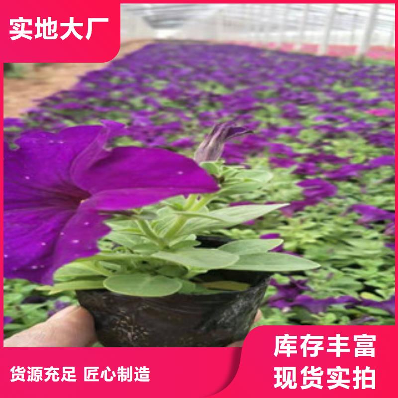 宿根花卉花海景观工程厂诚信经营