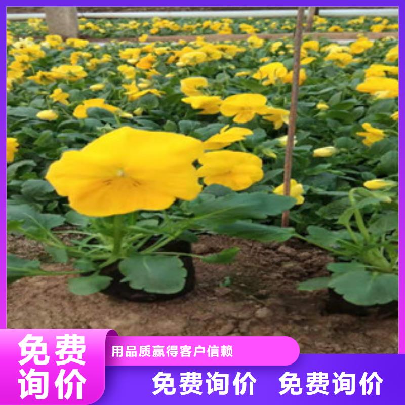宿根花卉-【水生植物/荷花睡莲】做工精细