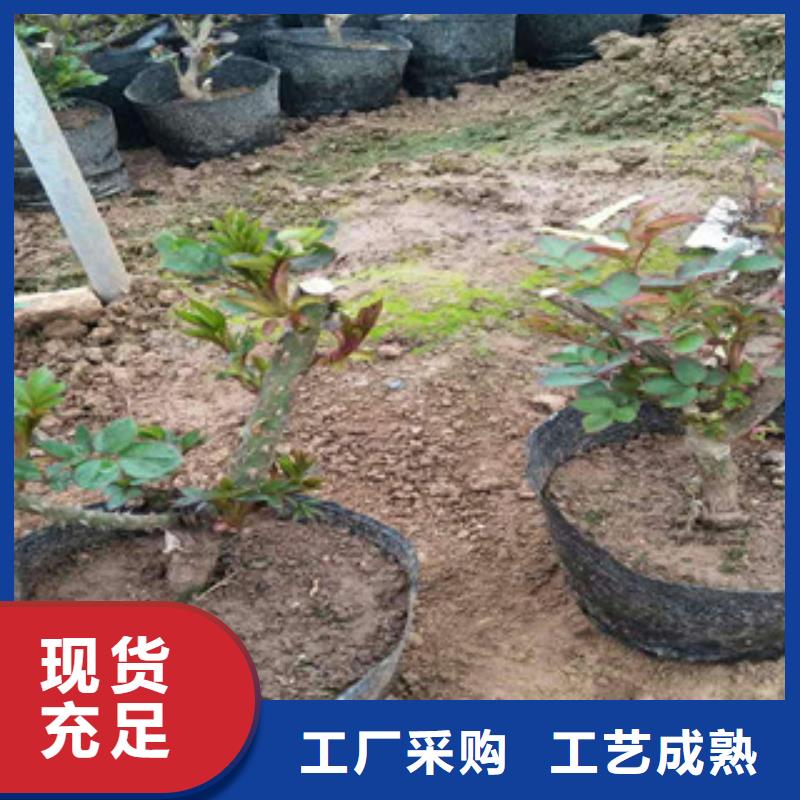 花海景观【耐寒耐旱草花基地】定制不额外收费