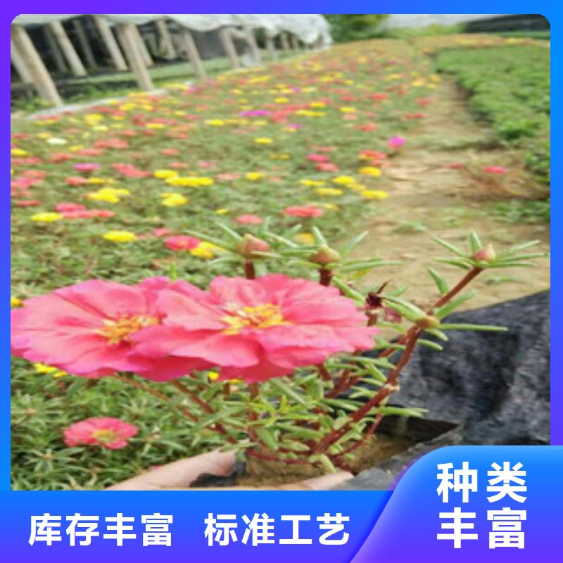 花海景观鲁冰花/粉黛乱子草客户好评