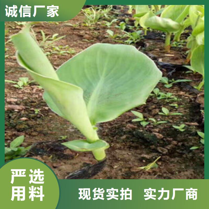 花海景观【柳叶马鞭草/薰衣草】厂家型号齐全