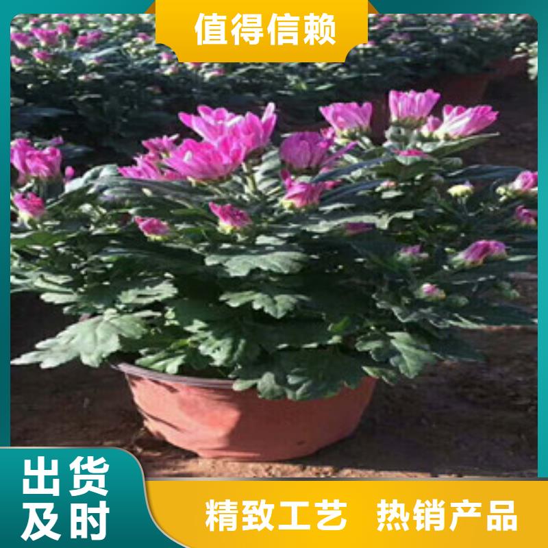 花海景观【五一国庆草花批发】N年大品牌