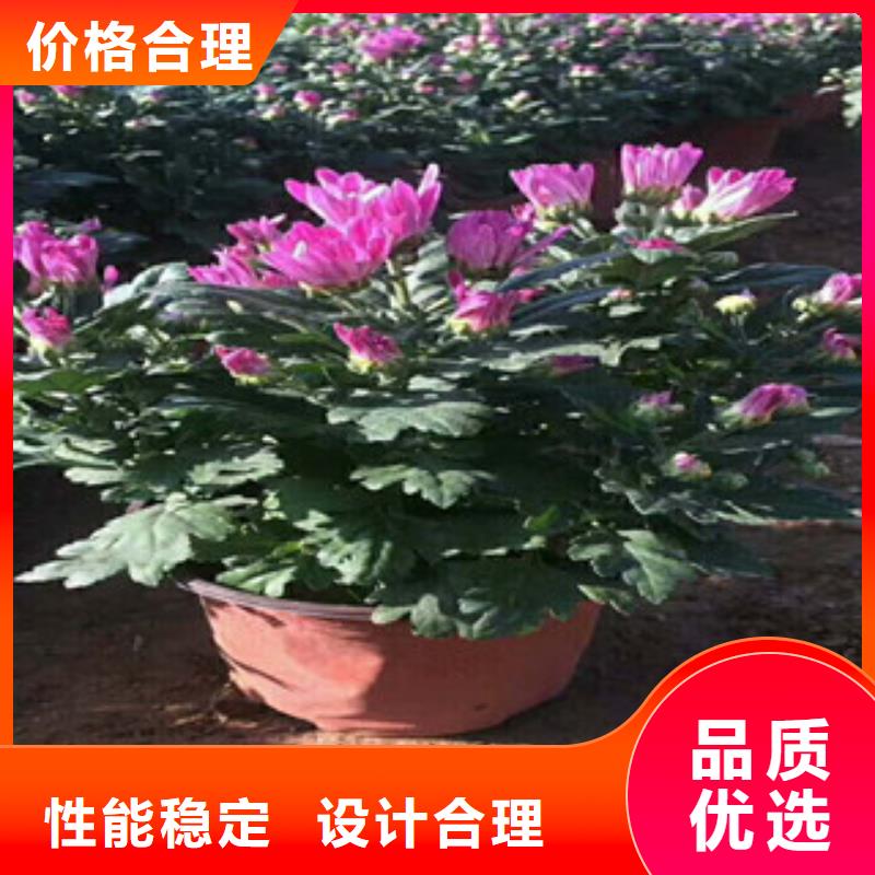 【花海景观】花海景观工程专业生产制造厂