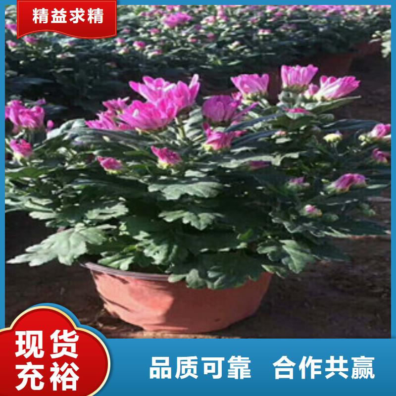 花海景观_时令花卉/绿化草花价格适用范围广