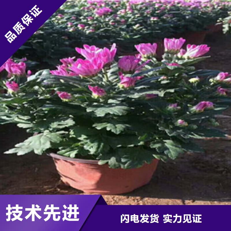 【花海景观】耐寒耐旱草花基地满足您多种采购需求