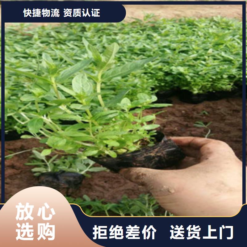 花海景观水生植物/荷花睡莲诚信厂家