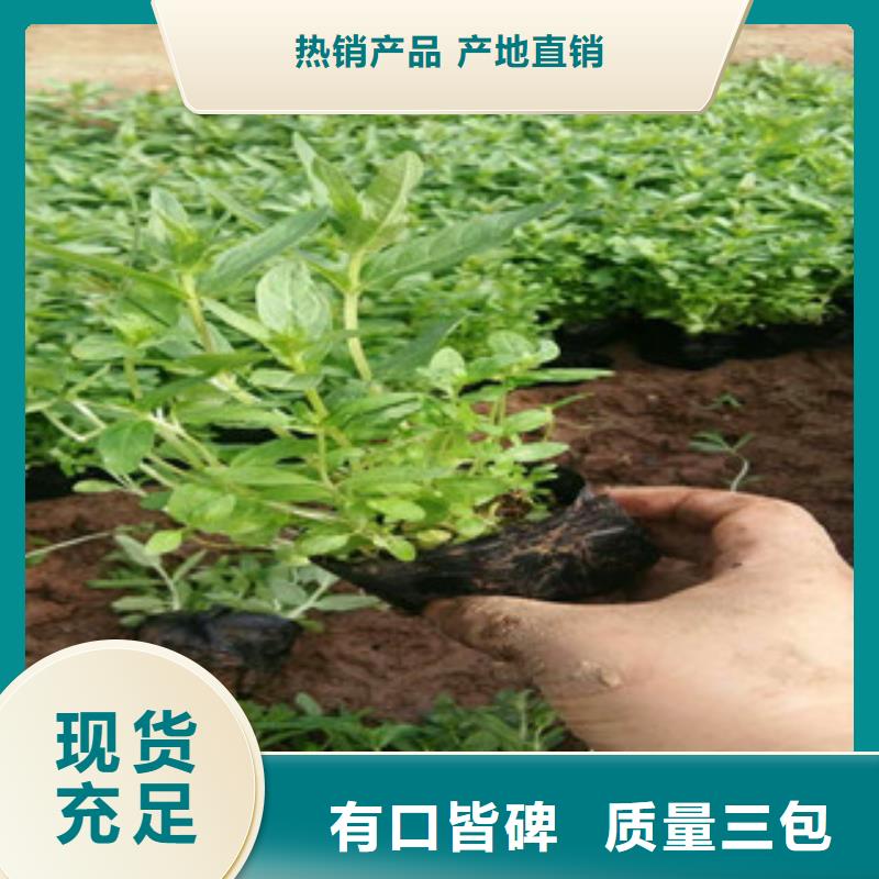 【花海景观】,耐寒耐旱草花基地支持定制批发