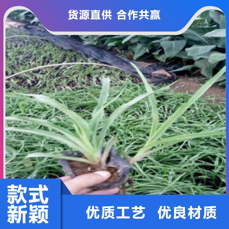 花海景观-【耐寒耐旱草花基地】价格有优势