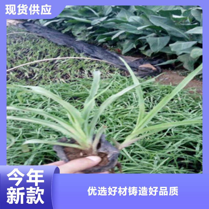 【花海景观耐寒耐旱草花基地用途广泛】