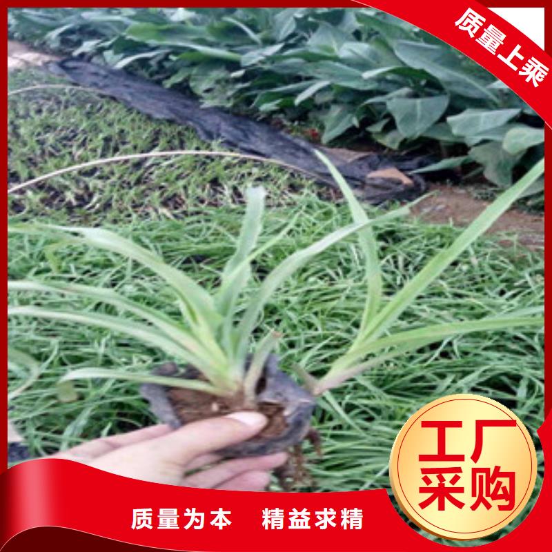 花海景观水生植物/荷花睡莲符合行业标准