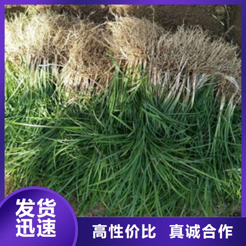 花海景观五一国庆草花批发品质好才是硬道理