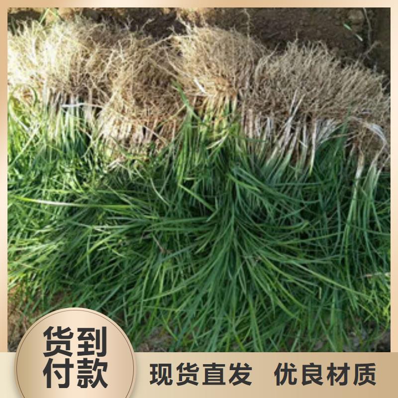 花海景观-观赏草/蒲苇狼尾草细节决定品质