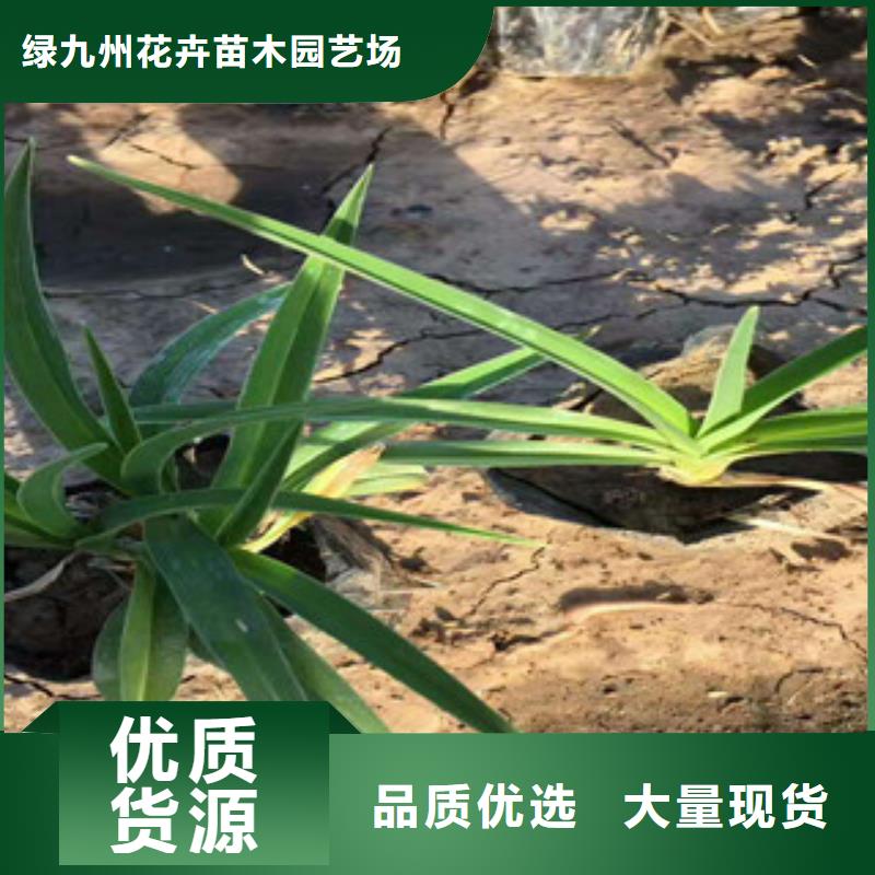 花海景观水生植物/荷花睡莲符合行业标准