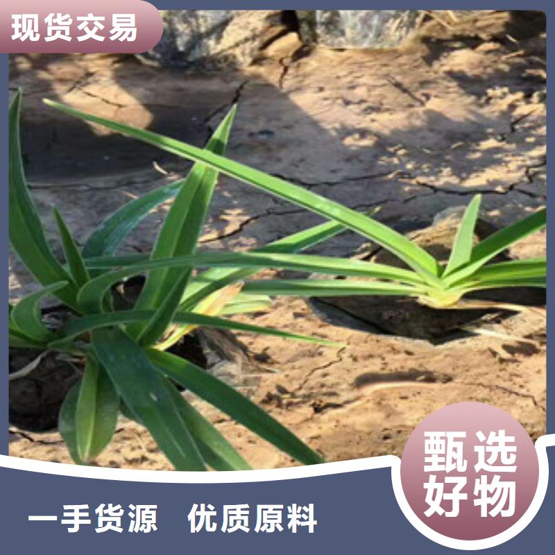 【花海景观_鲁冰花/粉黛乱子草厂家直销供货稳定】