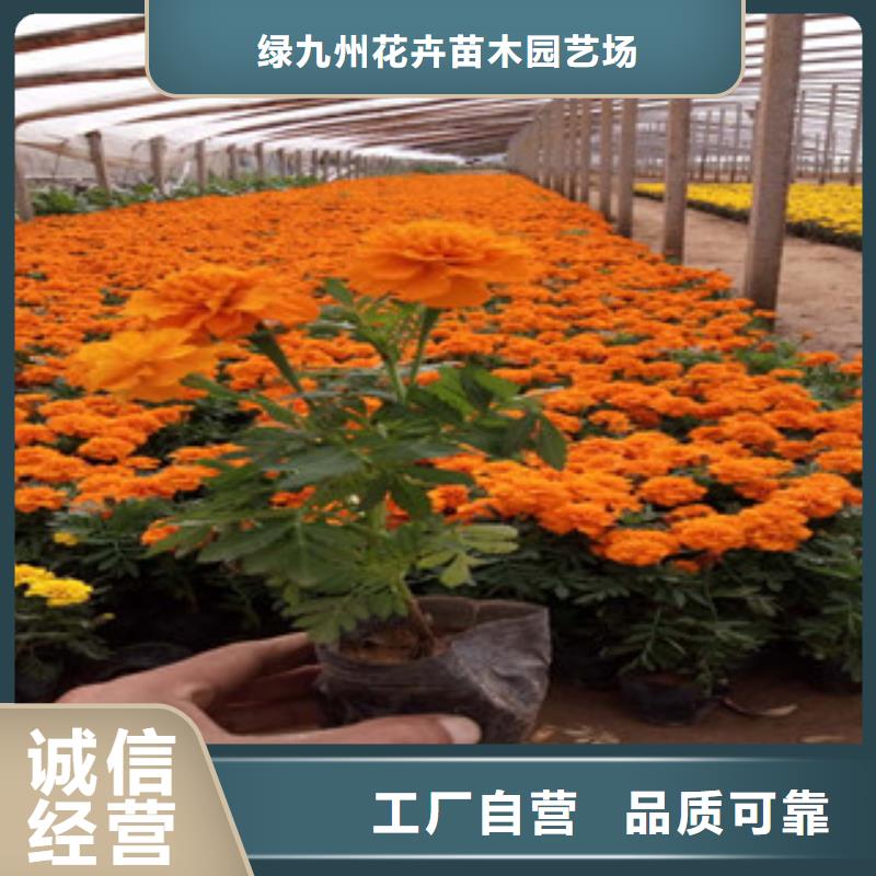 花海景观-观赏草/蒲苇狼尾草细节决定品质