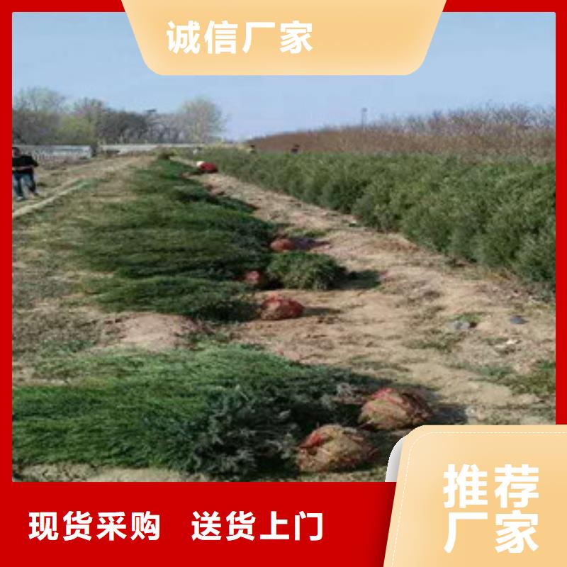 花海景观耐寒耐旱草花基地产地批发