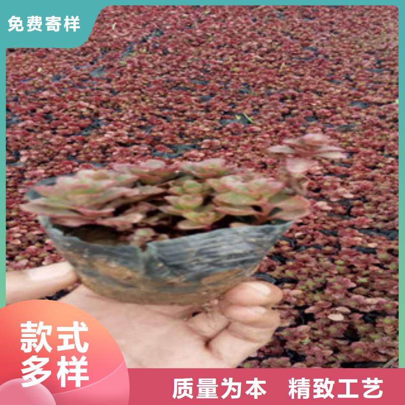 花海景观观赏草/蒲苇狼尾草质检严格放心品质