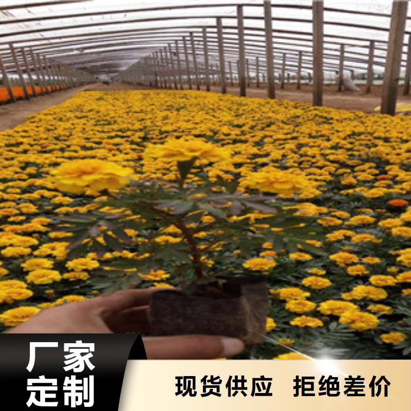 花海景观【耐寒耐旱草花基地】多年厂家可靠