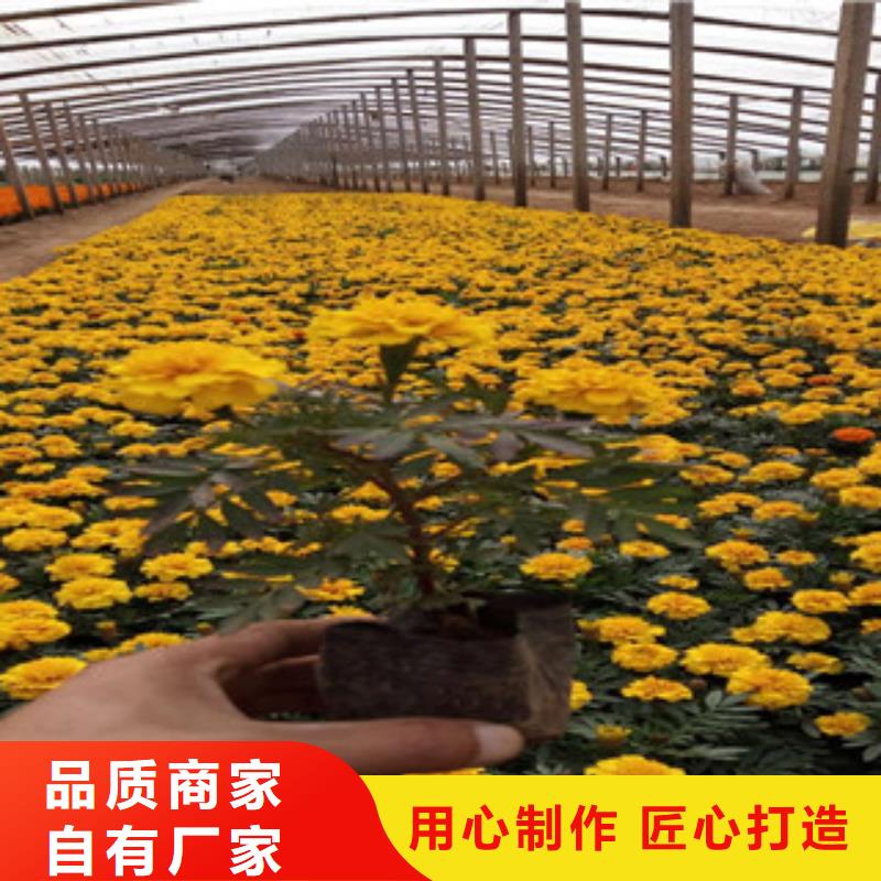 【花海景观,观赏草/蒲苇狼尾草规格型号全】