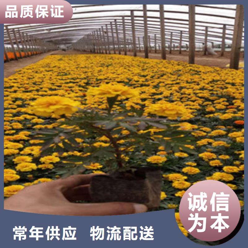 花海景观【花海景观工程】今年新款