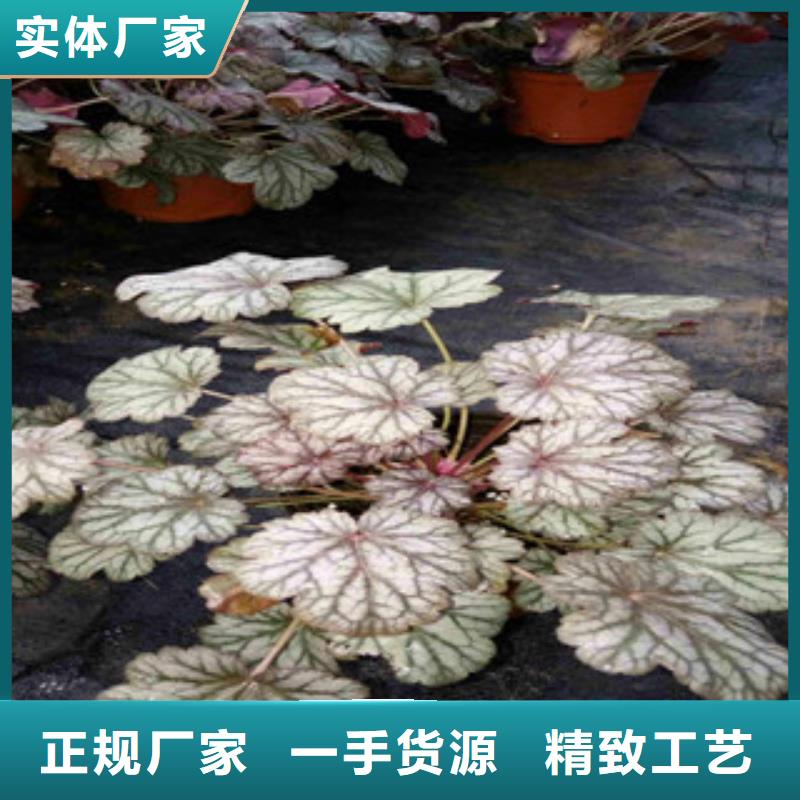 花海景观_【鲁冰花/粉黛乱子草】一站式采购商家