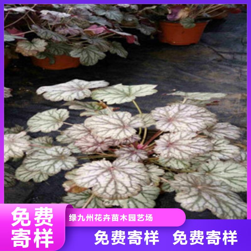 花海景观宿根花卉基地保障产品质量