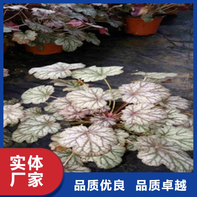 花海景观耐寒耐旱草花基地实力优品