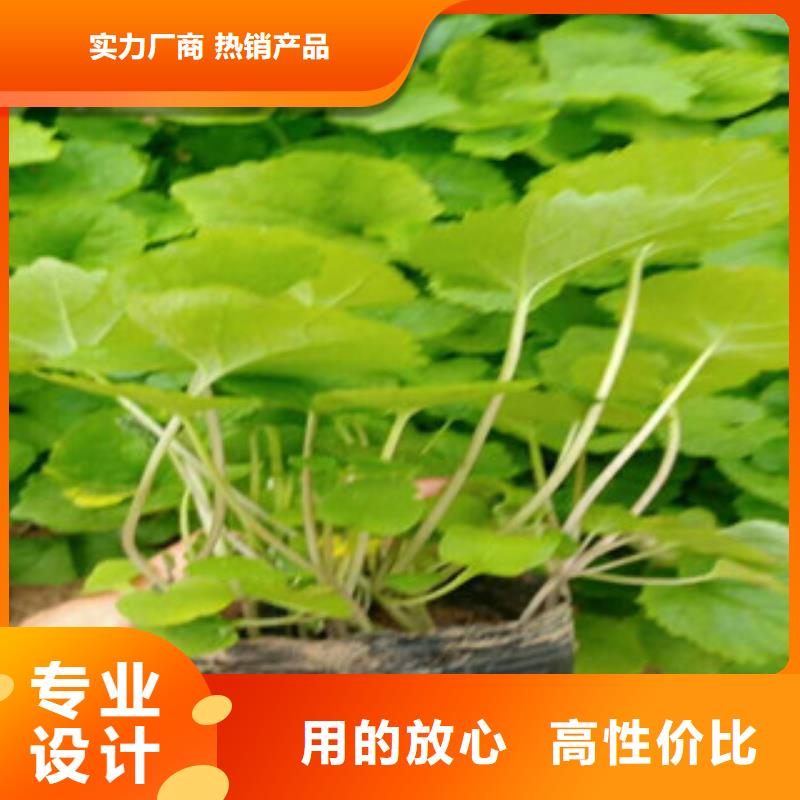 花海景观鲁冰花/粉黛乱子草市场报价