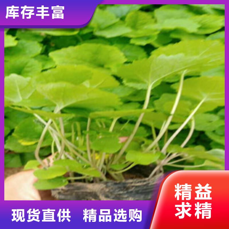 花海景观-观赏草/蒲苇狼尾草细节决定品质