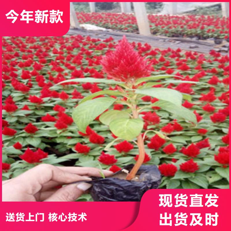 花海景观【耐寒耐旱草花基地】定制不额外收费