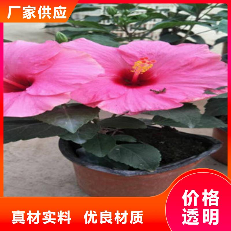 花海景观耐寒耐旱草花基地实力优品