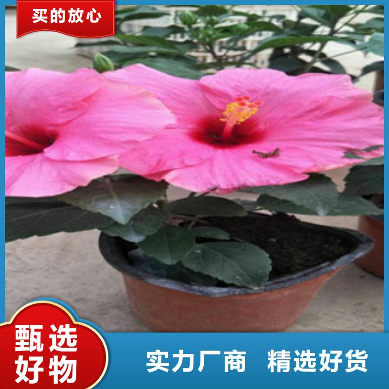 【花海景观_鲁冰花/粉黛乱子草厂家直销供货稳定】