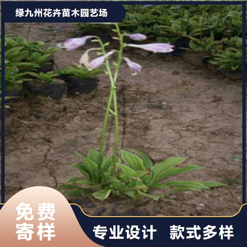 【花海景观_鲁冰花/粉黛乱子草厂家直销供货稳定】