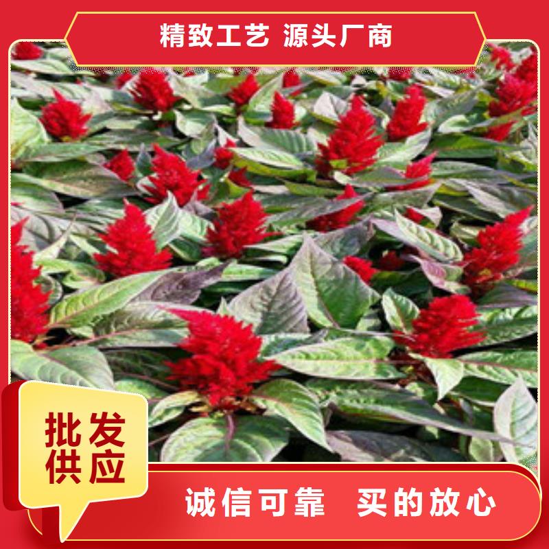 花海景观_【鲁冰花/粉黛乱子草】一站式采购商家