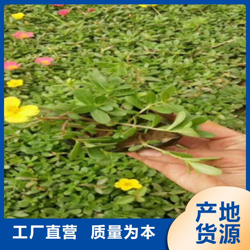 【花海景观】耐寒耐旱草花基地满足您多种采购需求