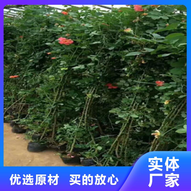 【花海景观】水生植物/荷花睡莲价格透明