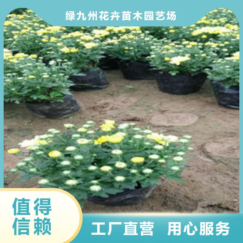 【花海景观】水生植物/荷花睡莲价格透明