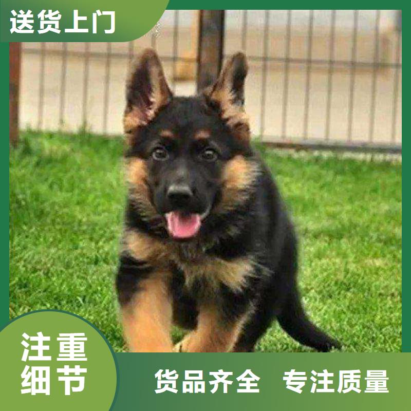 【德国牧羊犬】杜宾犬设计合理