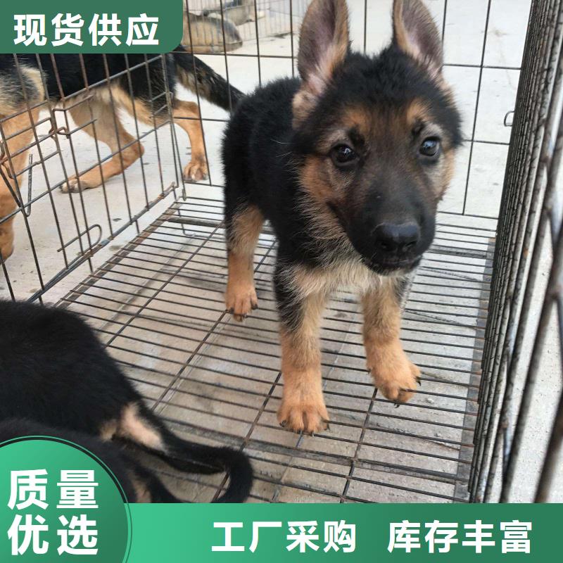 德国牧羊犬,马犬产地批发