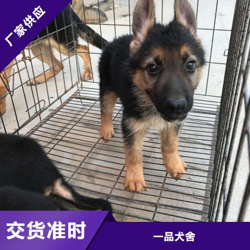 【德国牧羊犬】德牧犬实力优品