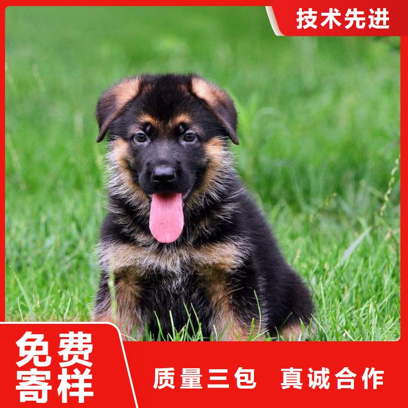 德国牧羊犬-黑狼好货采购