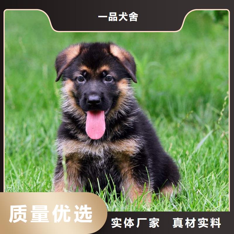 【德国牧羊犬,杜宾犬现货充裕】