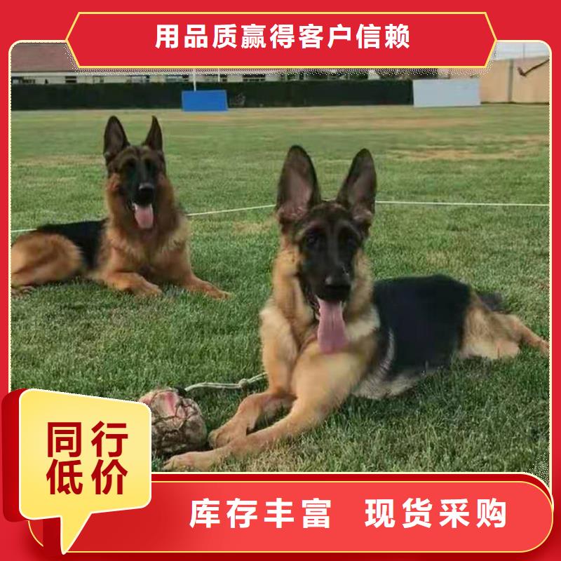 德国牧羊犬-德牧犬海量库存