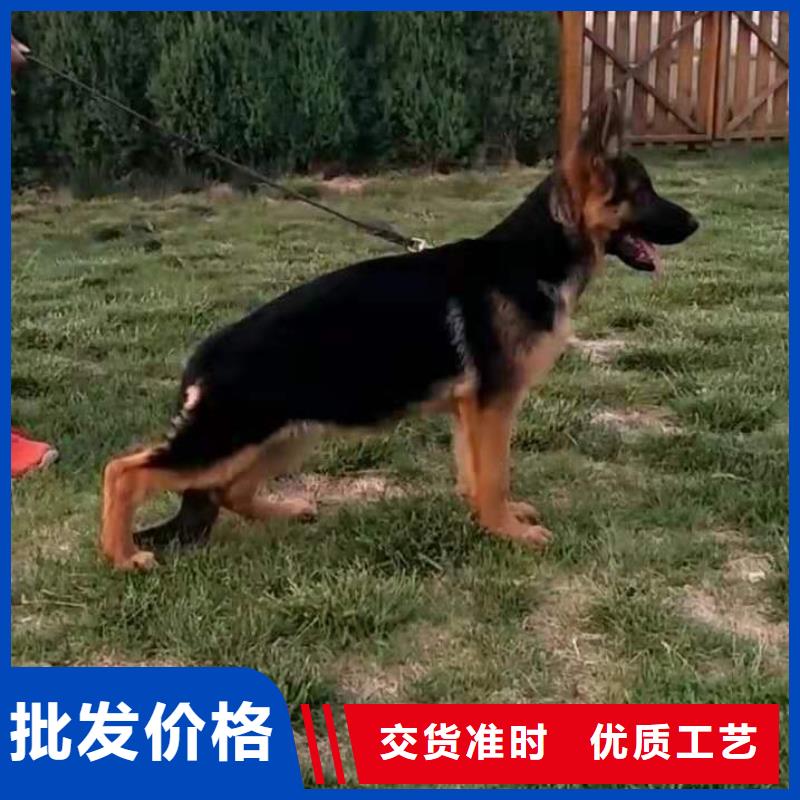 德国牧羊犬罗威纳犬采购