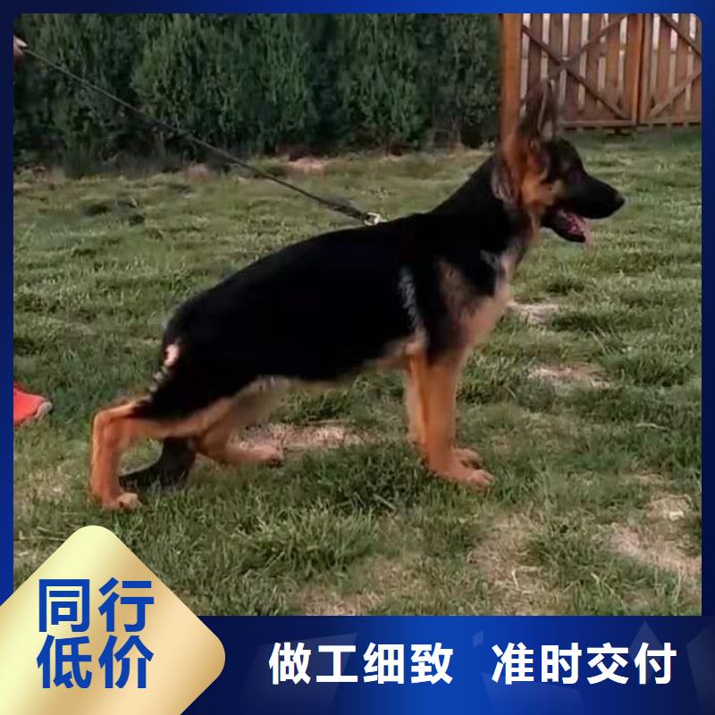 德国牧羊犬德牧犬好厂家有担当